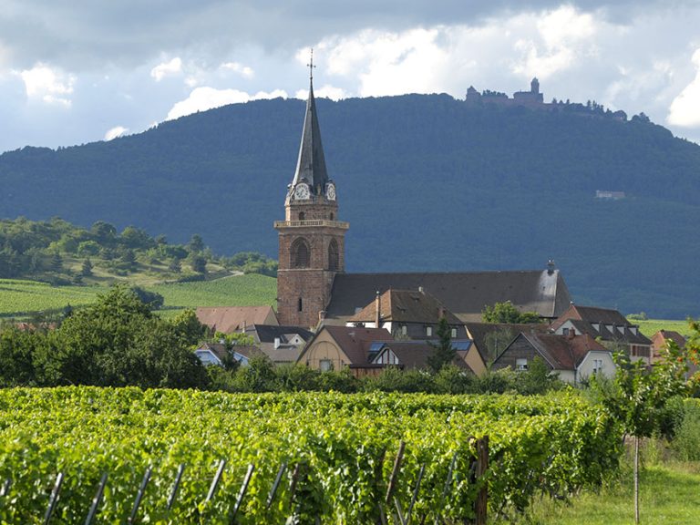 Église avec clocher au centre d'un vignoble à Bergheim, illustrant l'harmonie entre la culture et l'architecture.