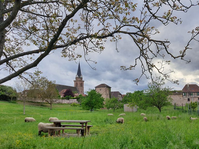 Pâturage avec moutons et clocher au loin